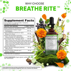 Clean Nutraceuticals ingredientes orgánicos agrupados destacando clorofila y musgo marino