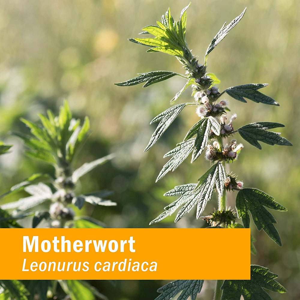 Herb Pharm gota del extracto mostrando textura concentrada y fácil dosificación
