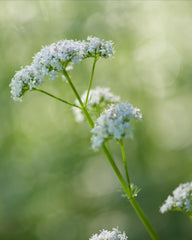 Huerto regenerativo Herb Pharm con plantas de valeriana, certificación y trazabilidad