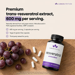 Luma Nutrition polvo del extracto polygonum para alta concentración
