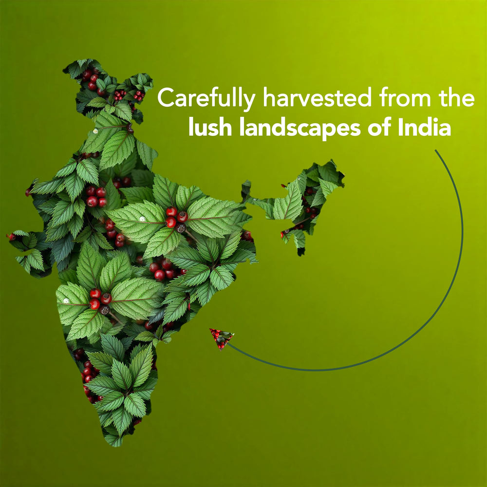 Majestic Pure gaultheria lista para difusor en casa.