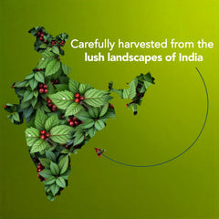 Majestic Pure gaultheria lista para difusor en casa.