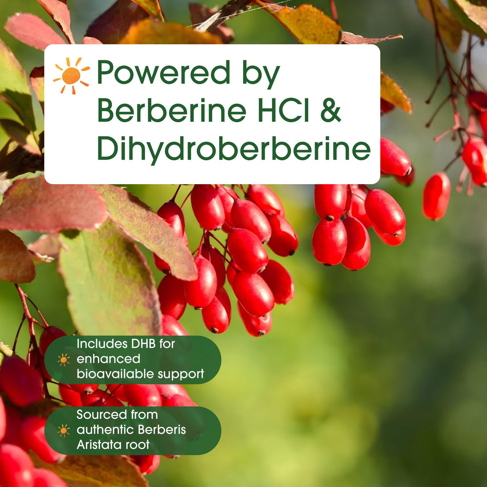 NatureBell raíz de Berberis aristata como fuente botánica del extracto