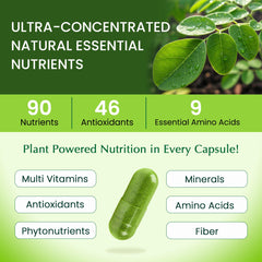 Organic Veda polvo de moringa en primer plano señalando su textura fina y pureza