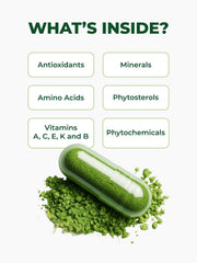 PURA VIDA MORINGA moringa creciendo en suelos volcánicos, origen controlado