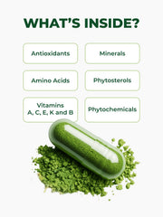 Pura Vida Moringa planta y empaquetado en fábrica para control de calidad