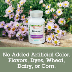 Quantum Health Black Elderberry daily dosage setup with two capsules