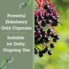 Quantum Health Black Elderberry travel packaging suggests on‑the‑go wellness