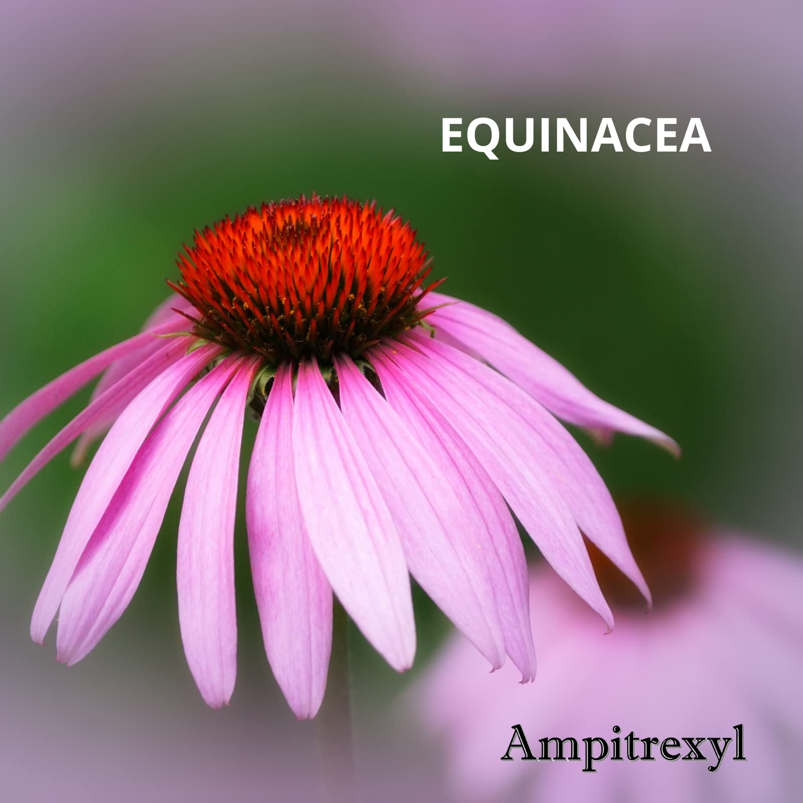 Ampitrexyl disposición de Andrographis, echinacea y propóleos natural