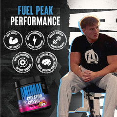 Animal creatine chews tabletas en mano, beneficio de conveniencia inmediata