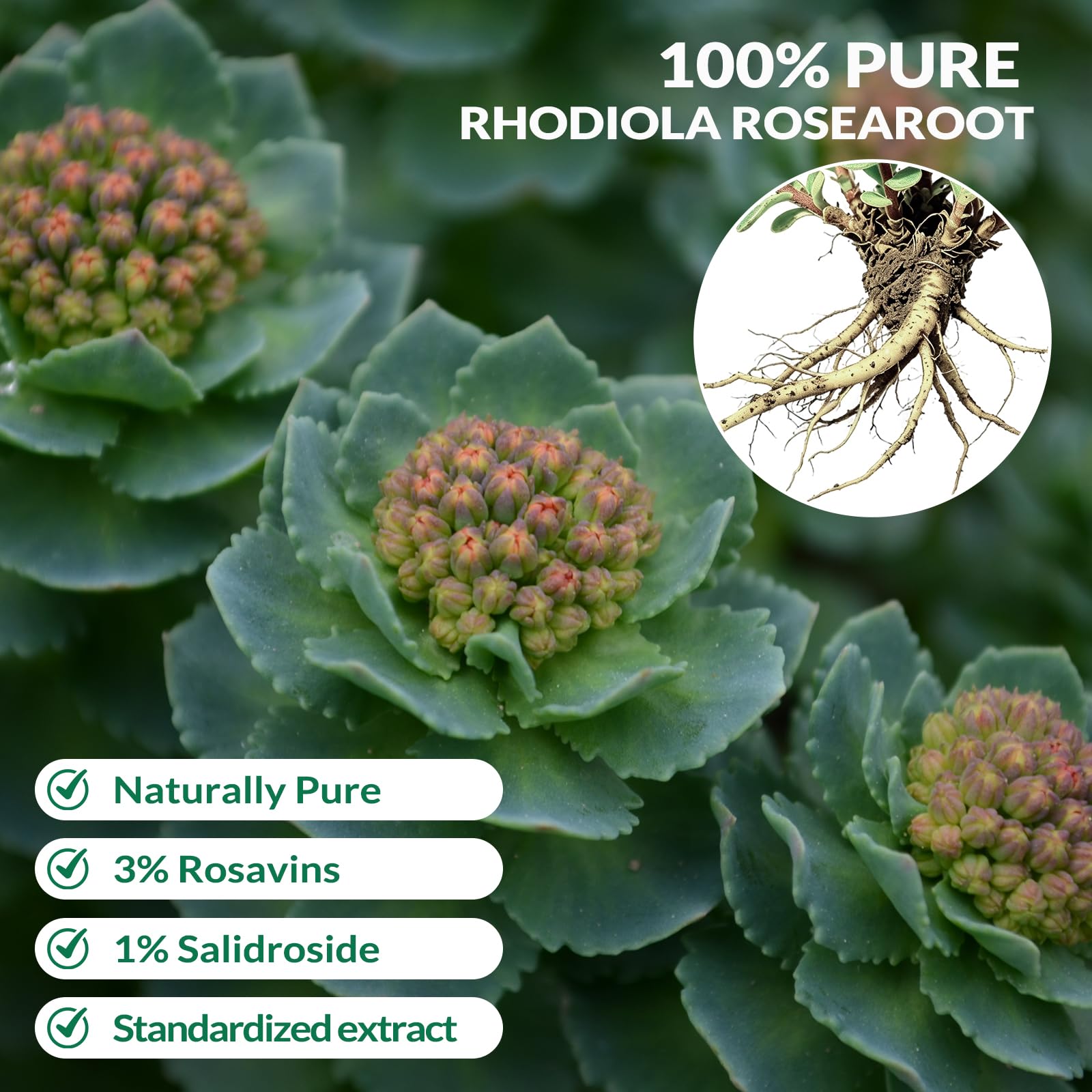 Aolbtrfb polvo de Rhodiola cercano indicando origen vegetal puro
