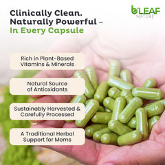 B'LEAF NATURE cápsulas en la mano para comparar tamaño y facilidad de ingestión