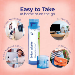Boiron Ledum palustre comparación de tamaño con moneda, portátil