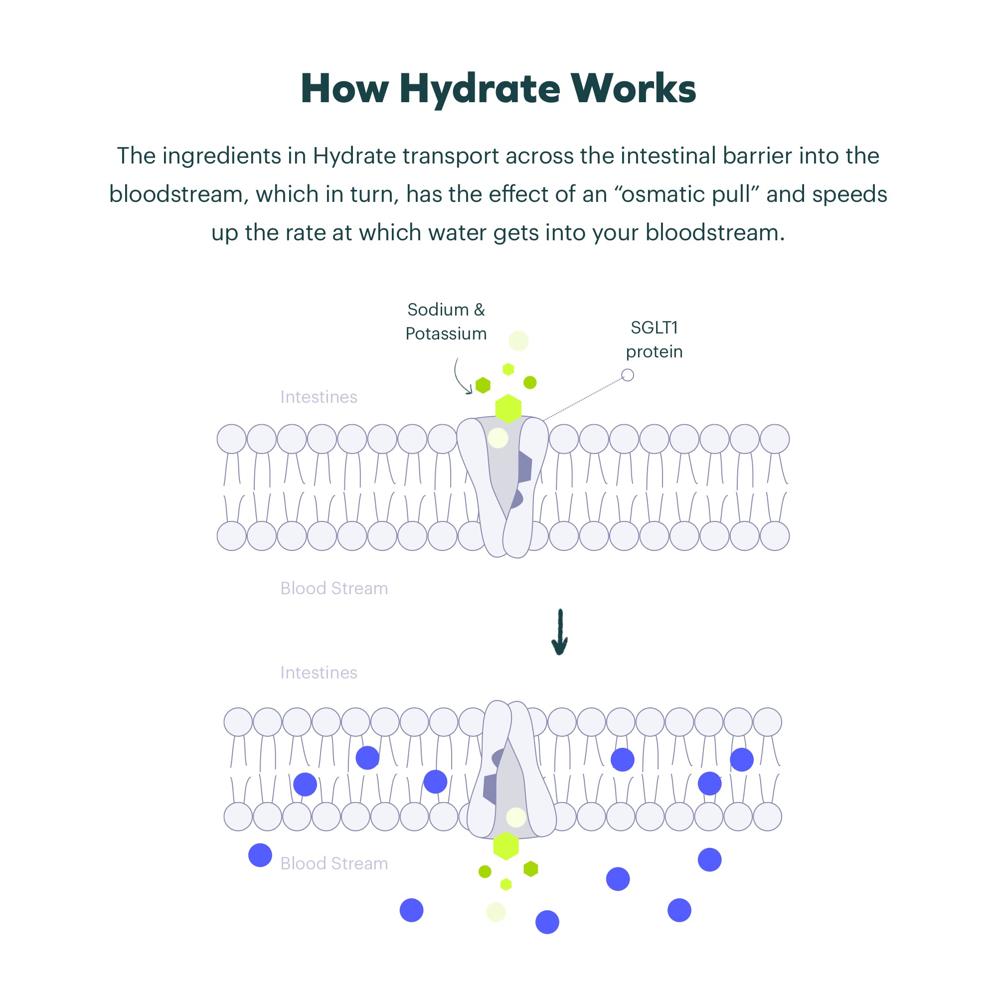 cheers hydrate polvo textura y disolución rápida para rehidratación efectiva