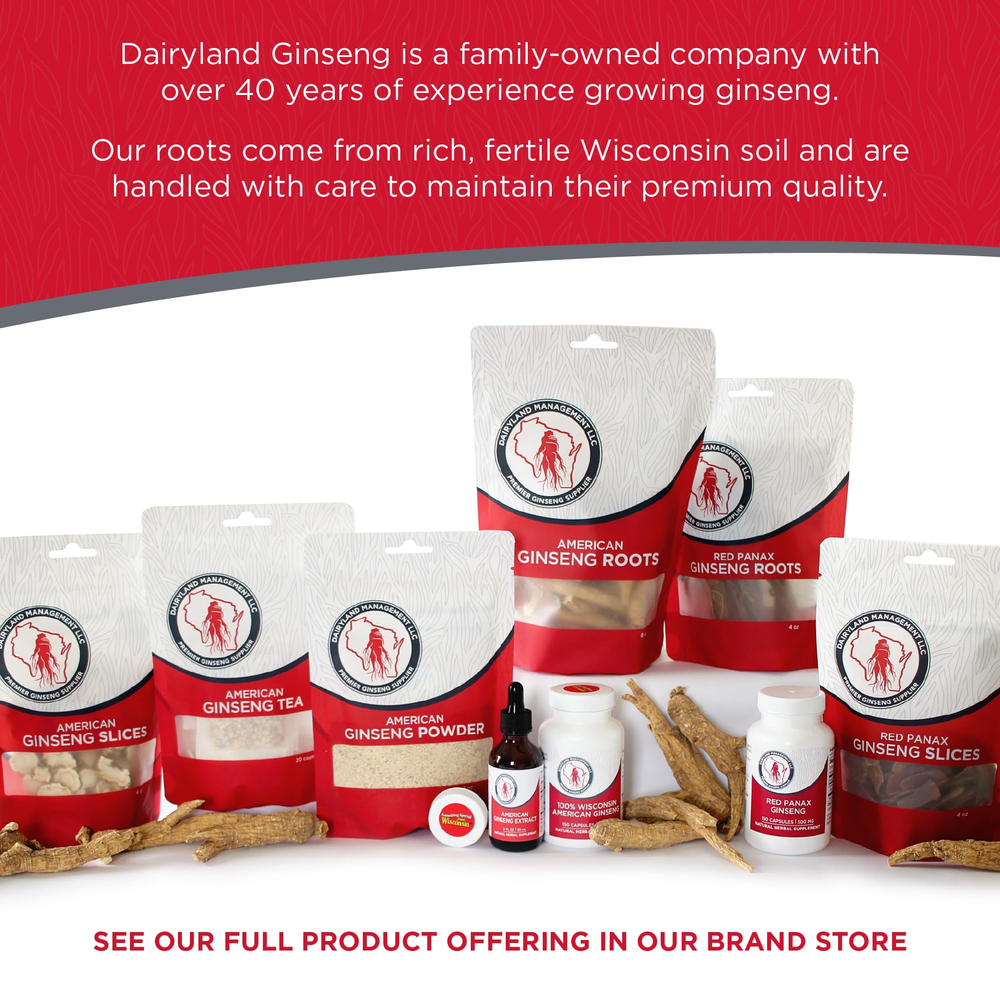 Dairyland raíz de ginseng cruda del cultivo en Wisconsin