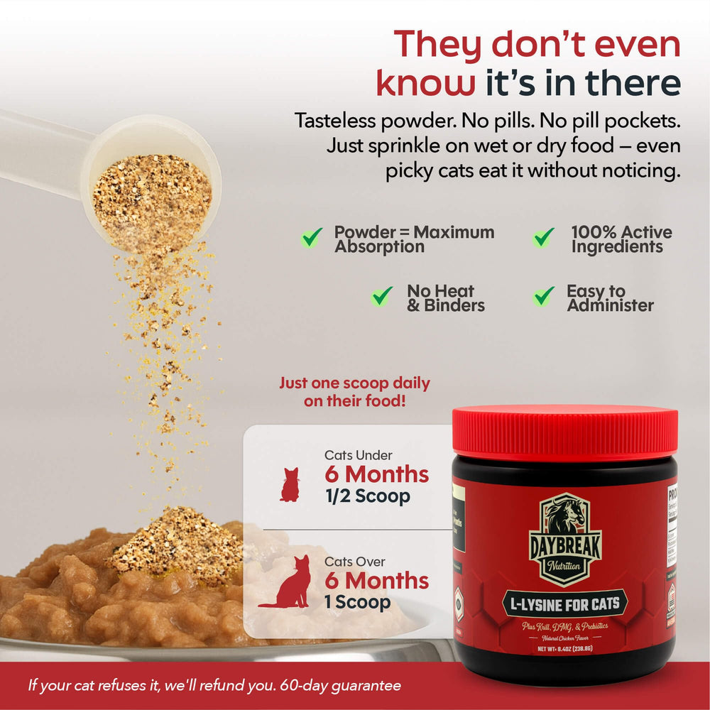 Daybreak Nutrition gato comiendo mezcla, beneficio en apetito y aceptación