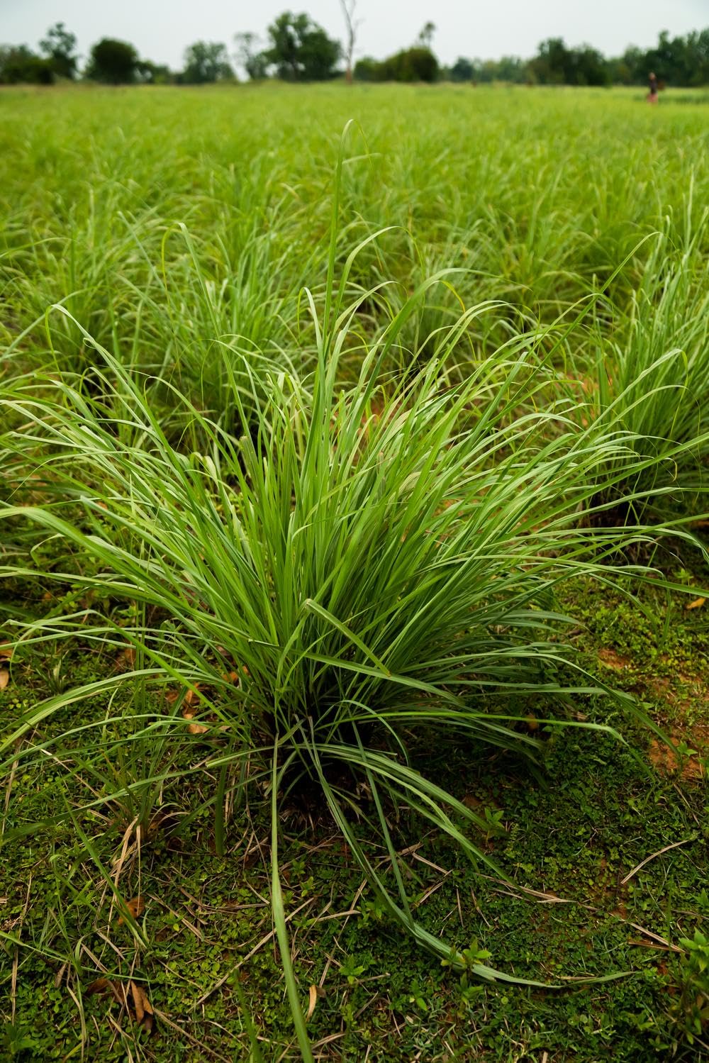 doTERRA aceite Lemongrass en difusor creando ambiente refrescante