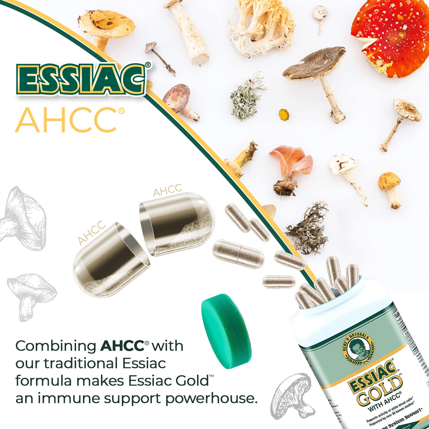 Detalle del cultivo AHCC usado en Essiac Gold demostrando calidad estandarizada