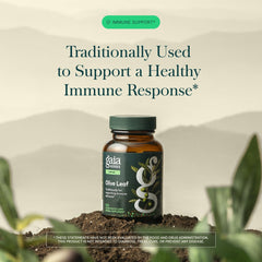Gaia Herbs primer plano del extracto líquido para apreciar la textura concentrada