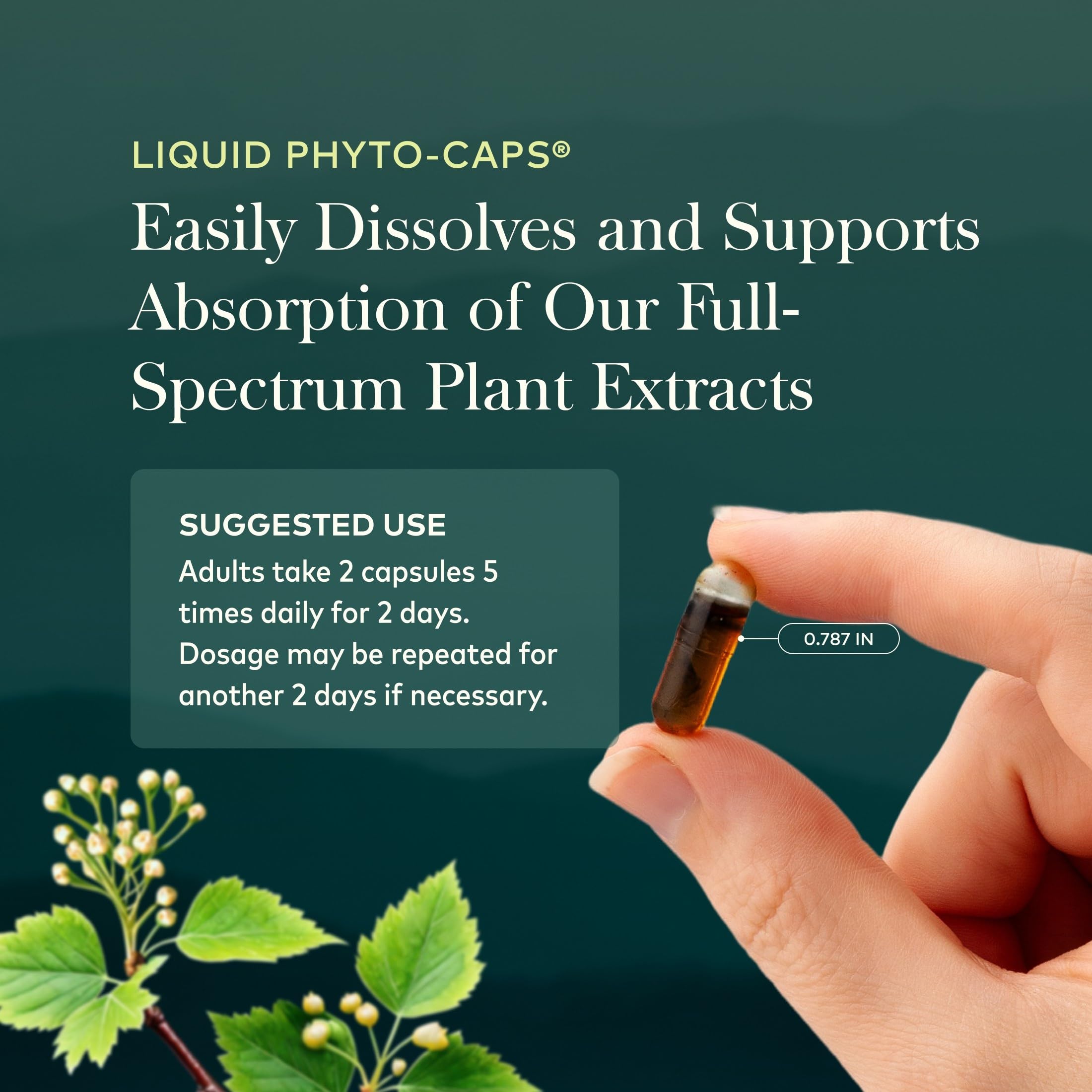 Raíz de equinácea y extracto usado en Gaia Herbs Quick Defense con enfoque en pureza