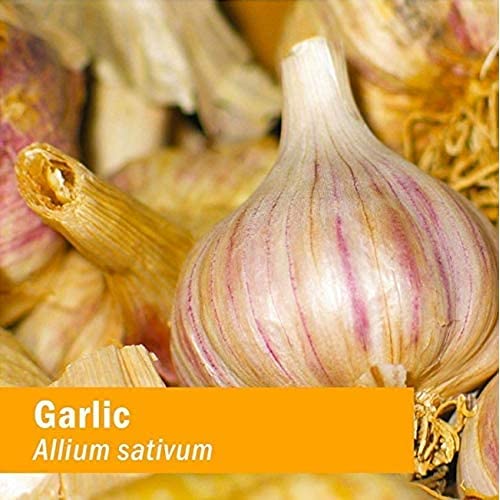 Herb Pharm ambientación natural con bulbos de ajo, enfoque en origen orgánico