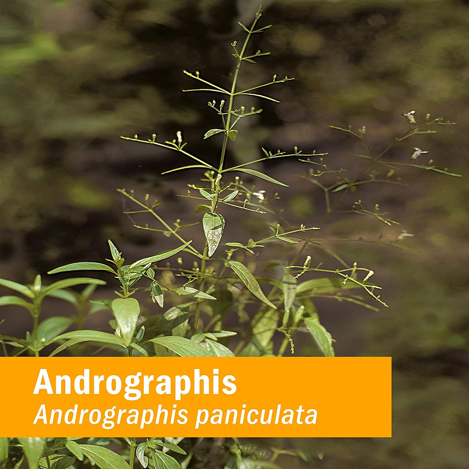 Herb Pharm producto junto a Andrographis paniculata, autenticidad vegetal