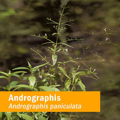 Herb Pharm producto junto a Andrographis paniculata, autenticidad vegetal