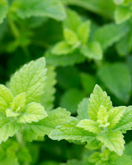 Herb Pharm caja y frasco vistos desde arriba listos para almacenamiento