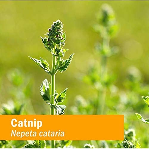 Herb Pharm plantas de Catnip en la granja regenerativa mostrando origen