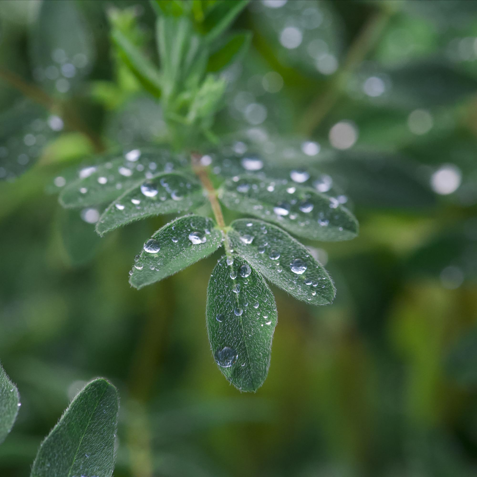 Herb Pharm producto en una mesa de cocina con plantas, transmite cuidado orgánico y tradición