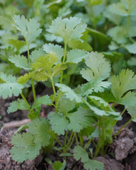 Herb Pharm hojas frescas de cilantro usadas como materia prima
