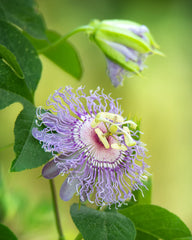 Herb Pharm plantas de Passiflora en campo, origen orgánico y cultivo responsable
