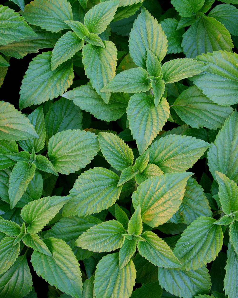 Herb Pharm frasco en bolsa de viaje indicando conveniencia y portabilidad
