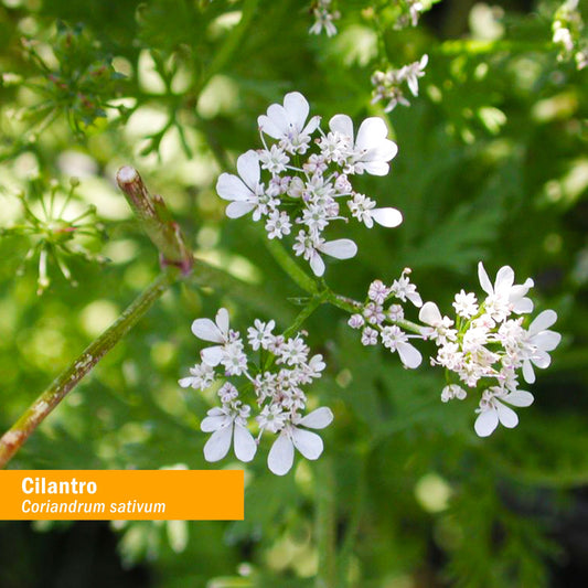 Herb Pharm hojas de cilantro secas mostrando pureza y origen orgánico