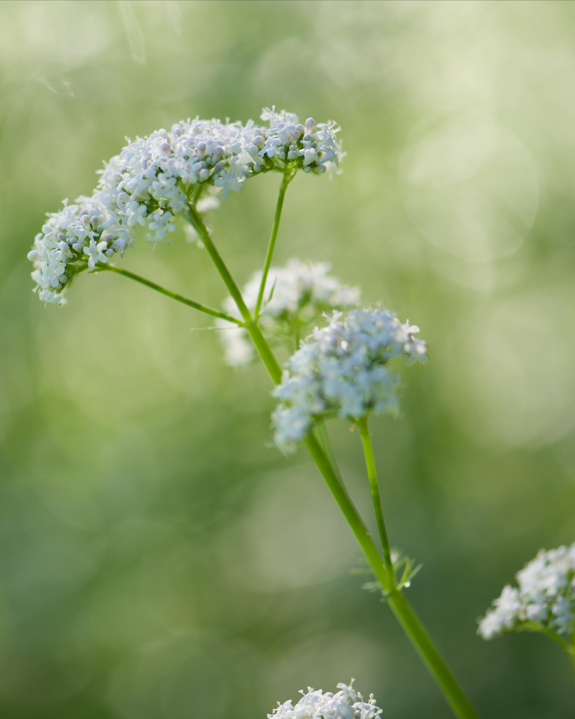 Huerto regenerativo Herb Pharm con plantas de valeriana, certificación y trazabilidad