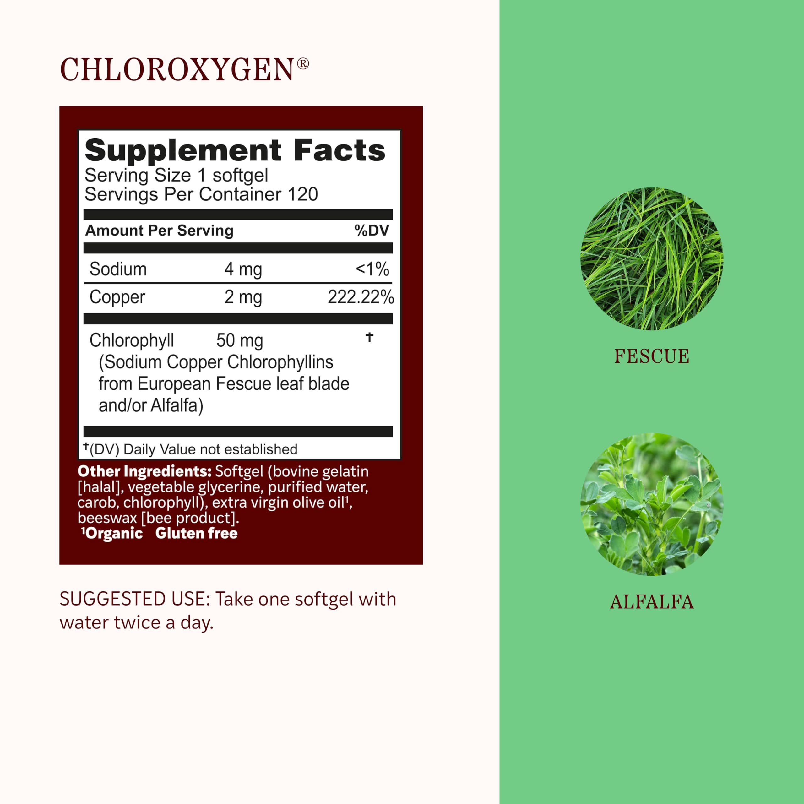 Polvo verde de clorofila de Herbs Etc. que resalta pureza botánica y absorción