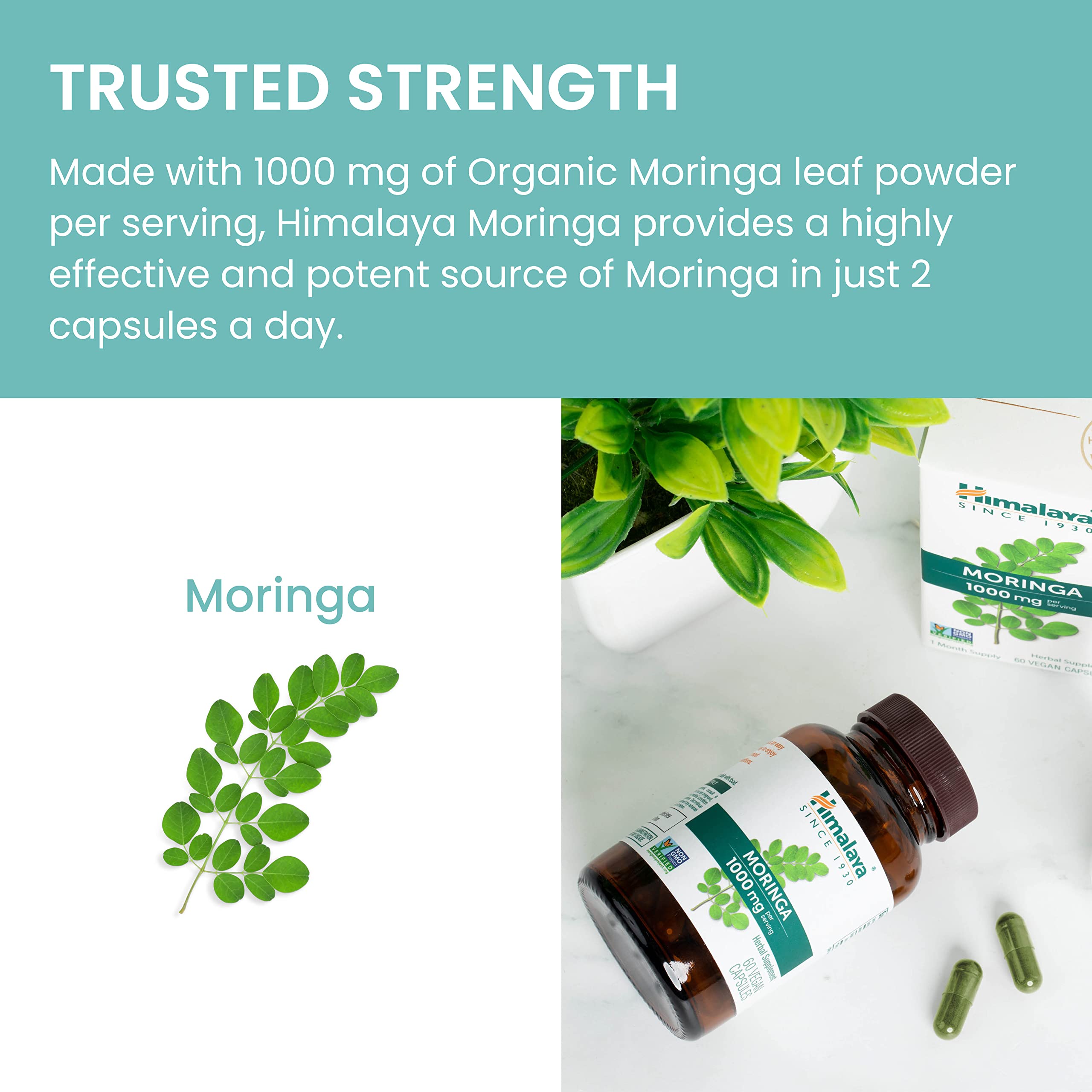 Hojas frescas de Moringa junto a cápsulas Himalaya para visualizar origen vegetal