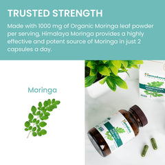 Hojas frescas de Moringa junto a cápsulas Himalaya para visualizar origen vegetal