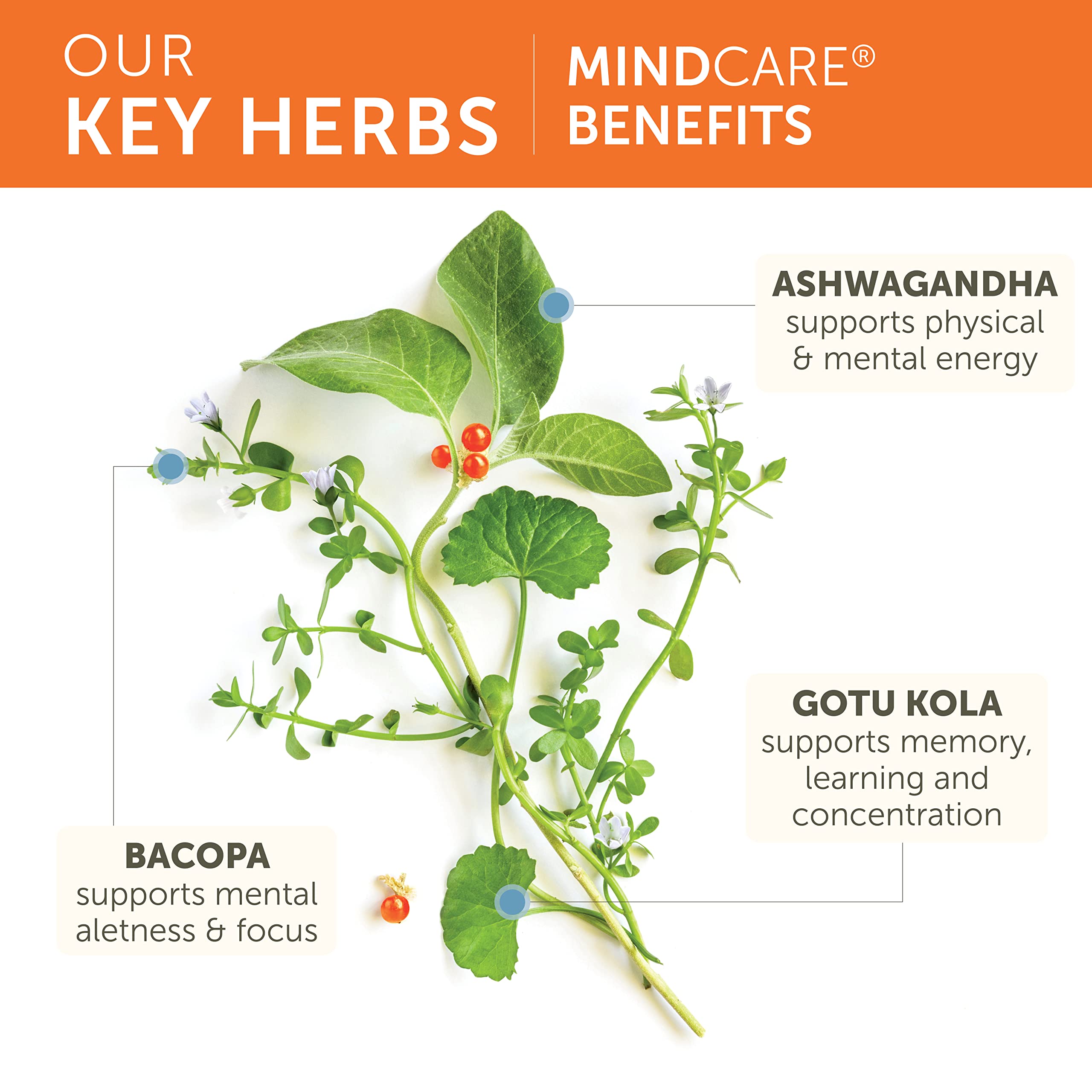 Himalaya MindCare etiqueta de ingredientes con listas claras y transparencia