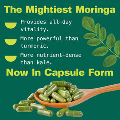 Kuli Kuli hojas de moringa frescas, origen vegetal y sostenible