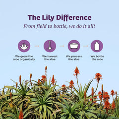 Lily Of The Desert vaso servido en mesa, imagen de consumo cotidiano saludable