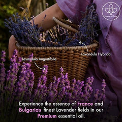 Majestic Pure gota de aceite de lavanda en superficie que resalta pureza