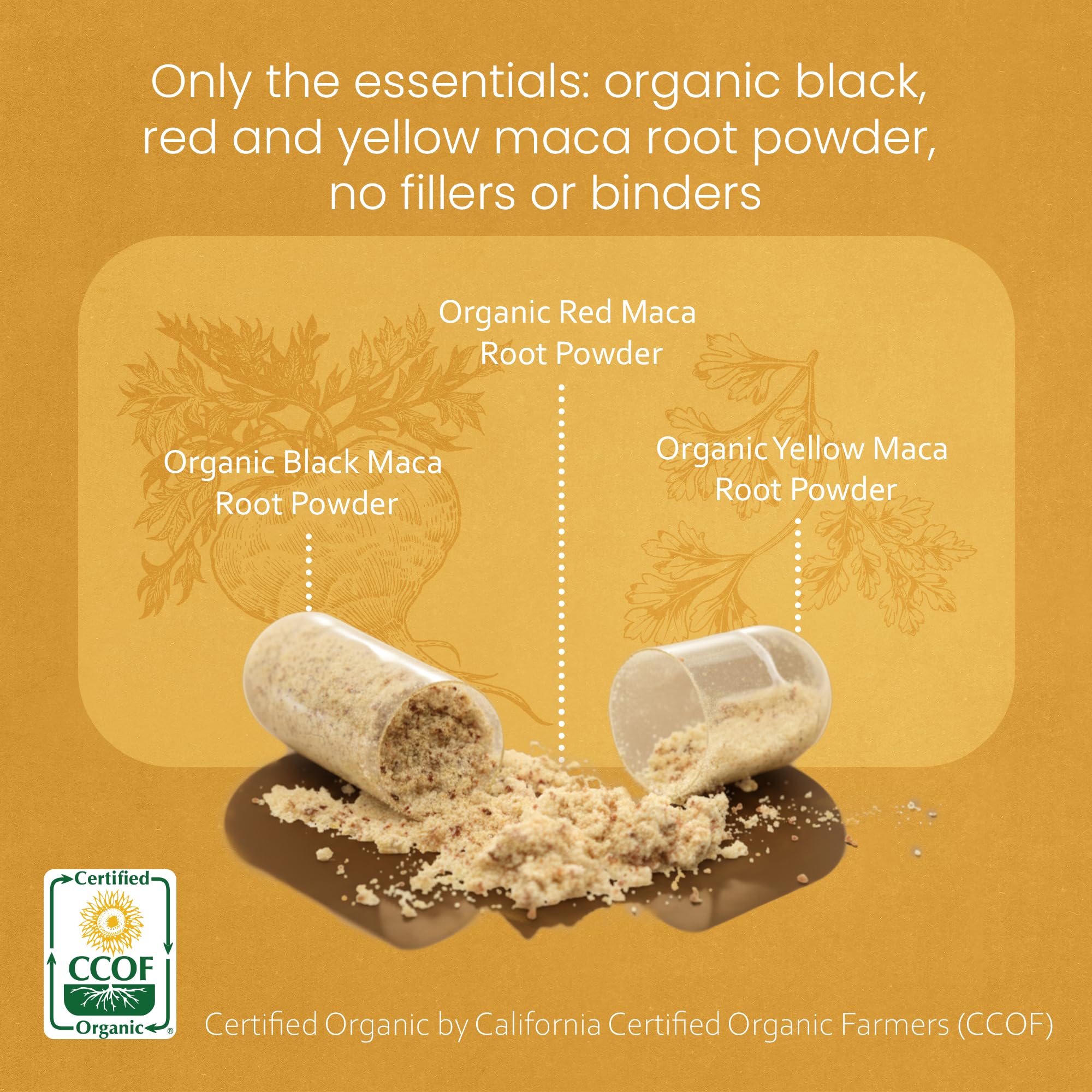 NaturaLife Labs polvo de maca gelatinizada en primer plano para mejor digestión