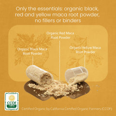 NaturaLife Labs polvo de maca gelatinizada en primer plano para mejor digestión