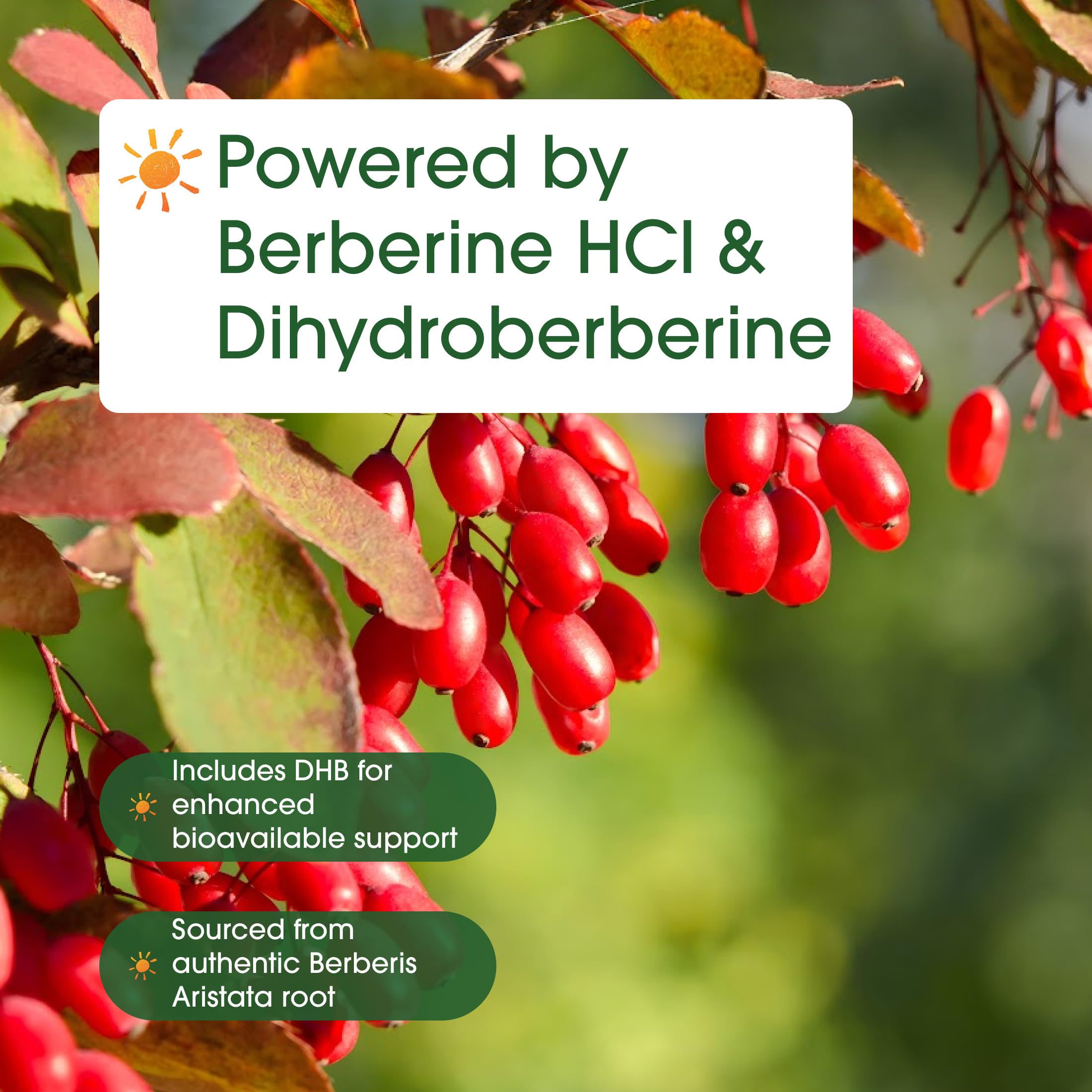 NatureBell raíz de Berberis aristata como fuente botánica del extracto