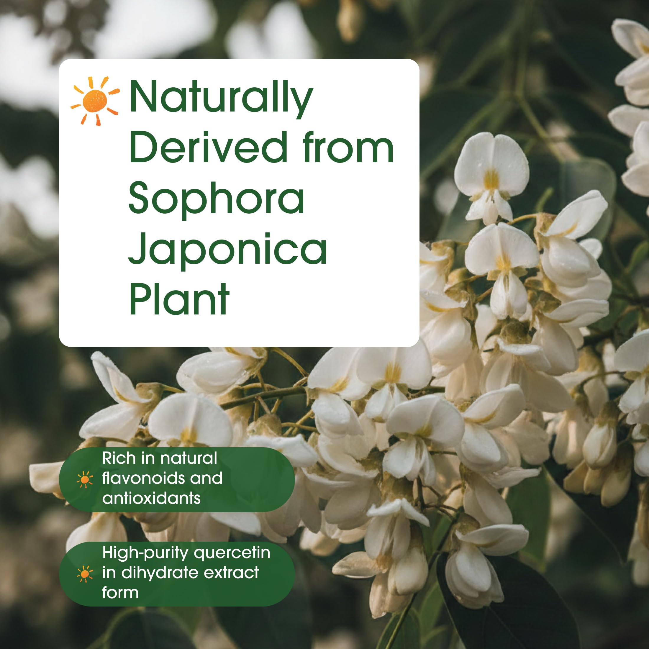 NatureBell flor de Sophora japonica como fuente natural
