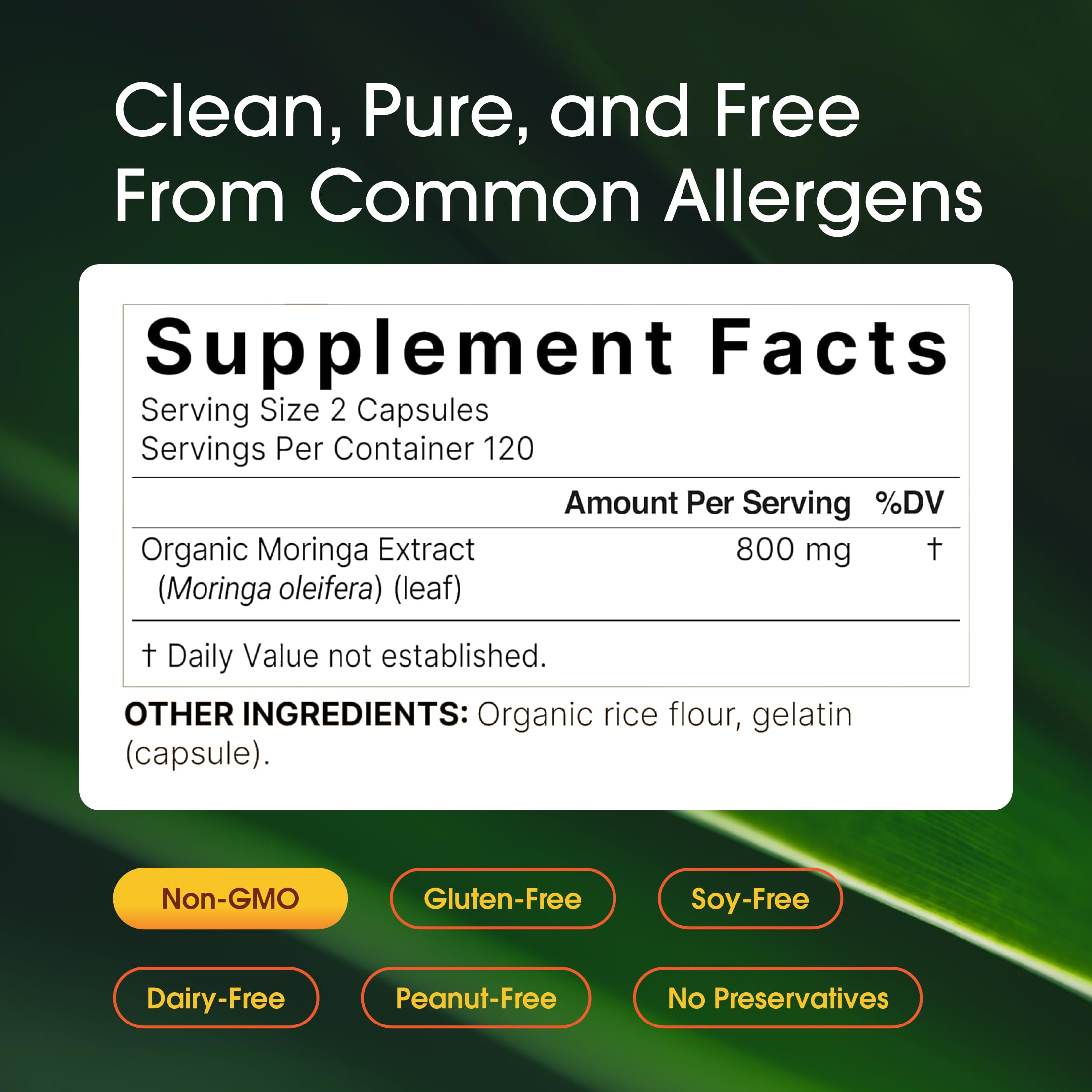 NatureBell polvo de moringa en primer plano que muestra textura y pureza vegetal