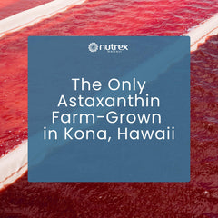 Nutrex Hawaii microalga Haematococcus pluvialis cultivo natural