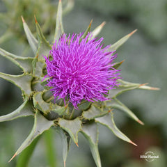 Oregon's Wild Harvest polvo de semilla texturizado demostrando pureza