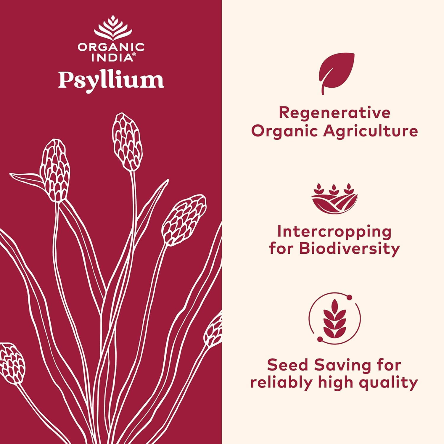 Primer plano del polvo de psyllium ORGANIC INDIA resaltando textura fina y versatilidad